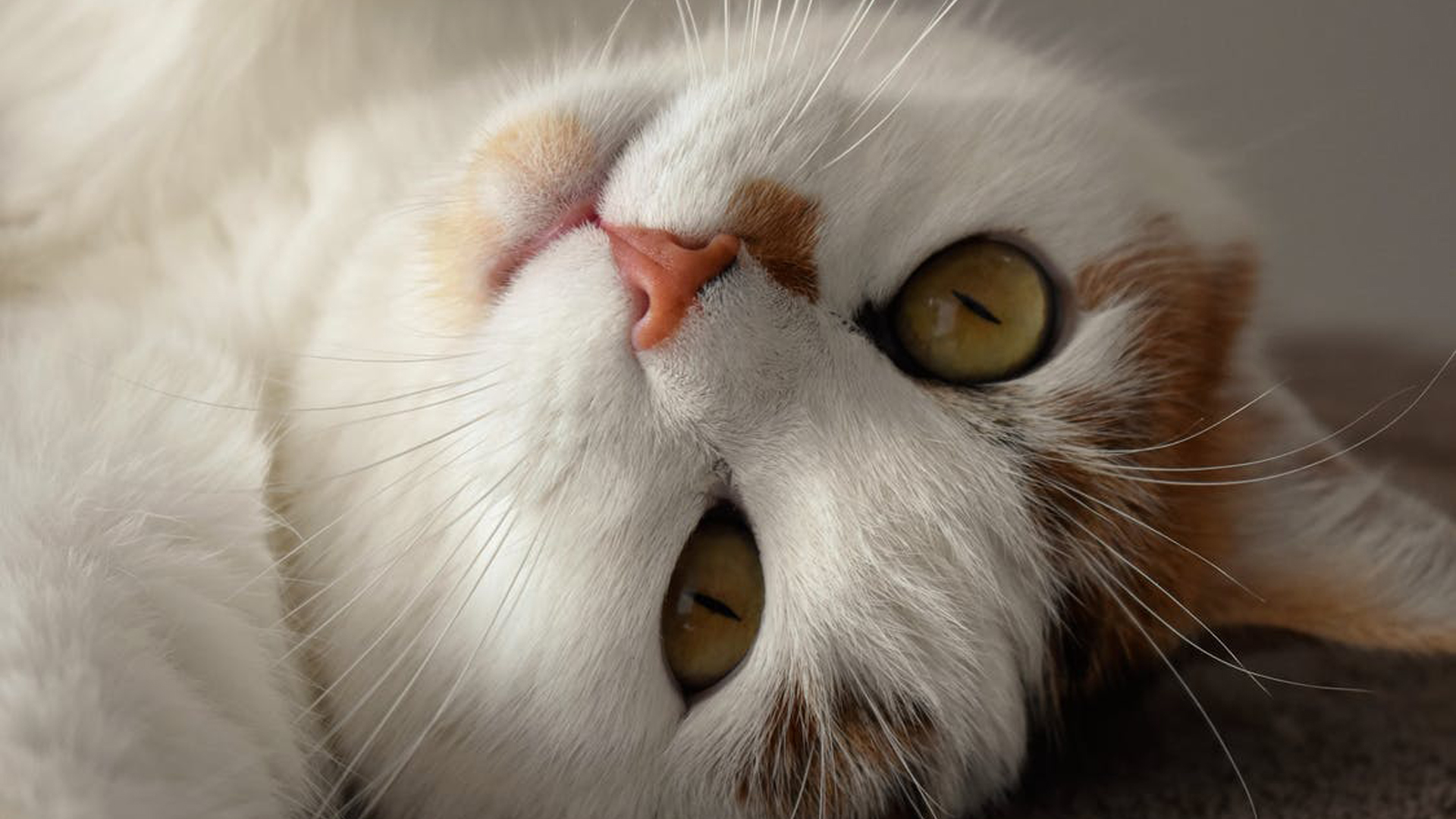 Pet Care Guide Book